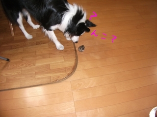 DSCF9390.jpg
