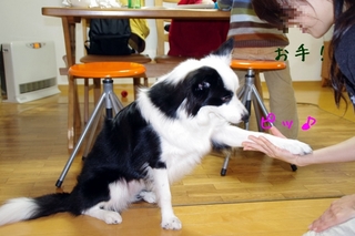 お手.jpg