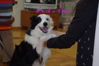 お手3.jpg
