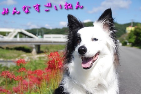 さくら.jpg