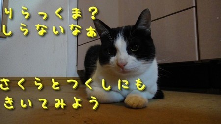 さくら11.jpg