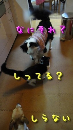 さくら12.jpg