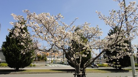 さくら18.jpg