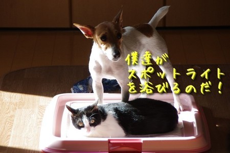 さくら25.jpg