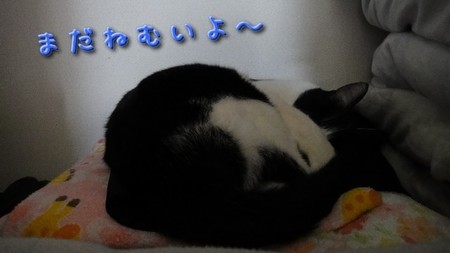 さくら4.jpg