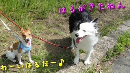 さくら5.jpg