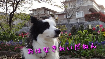 さくら6.jpg