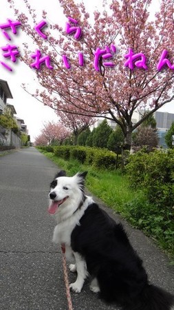 さくら8.jpg