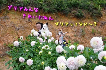 さくら30.jpg
