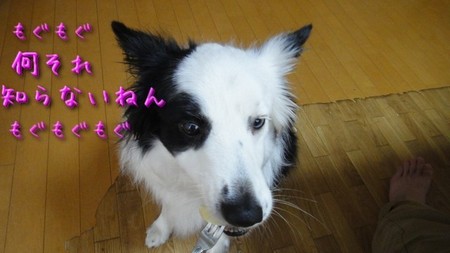 さくら32.jpg