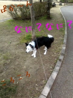 パピー.jpg