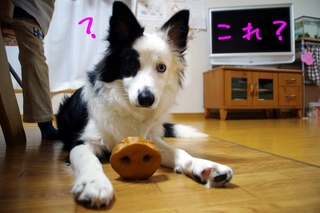ブタさくら.jpg