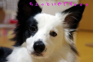 ブタさくら2.jpg