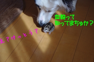 血統1.jpg