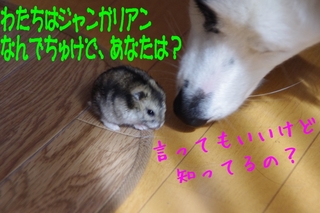 血統2.jpg