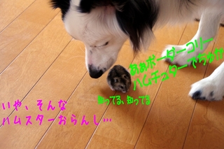 血統4.jpg