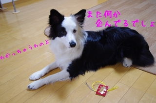 IMGP0509.jpg