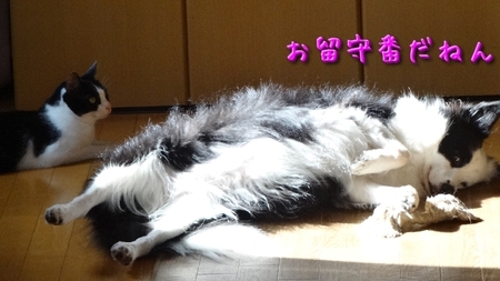 akasi03.jpg