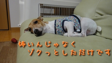 asiba03.jpg
