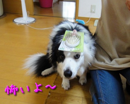 atama02.jpg