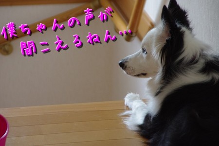 bokuchan01.jpg