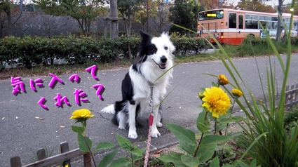 choudoii2.jpg