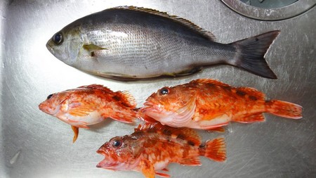 fish01.jpg