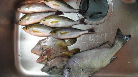 fish01.jpg