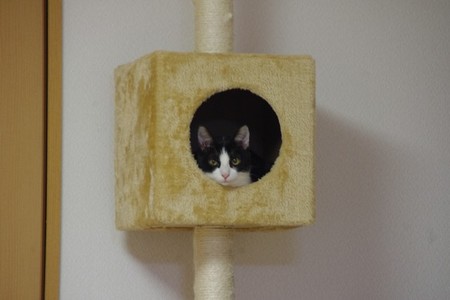 furin03.jpg