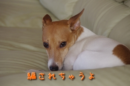 gaiheki.jpg