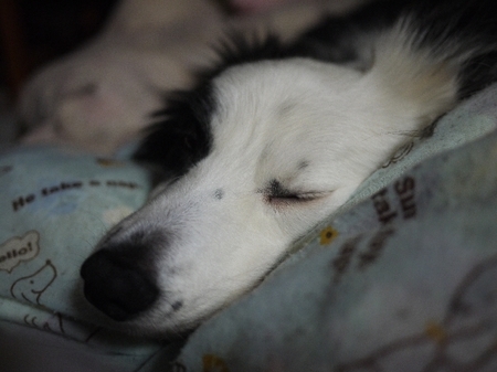 gugu01.jpg