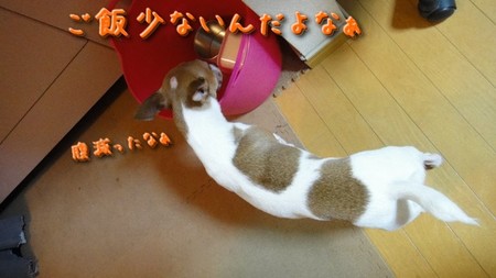 hage03.jpg