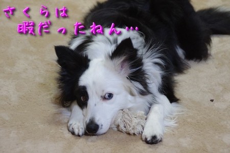 hima01.jpg