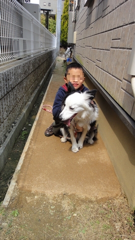 固まる土で犬走り その２ さくらぼーん