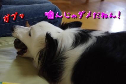 kamu03.jpg