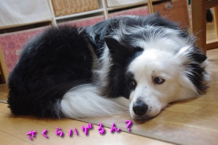 kanmou03.jpg