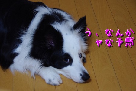 keikai01.jpg