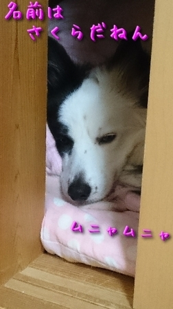 kimino01.jpg