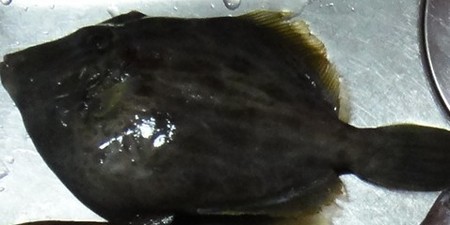 madai00.jpg