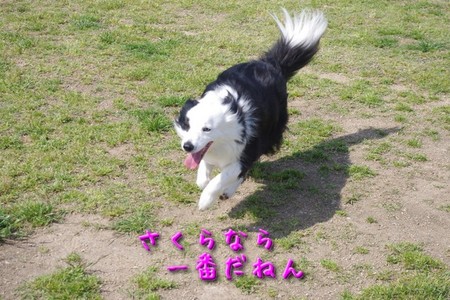 manba00.jpg