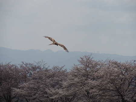 muko04.jpg
