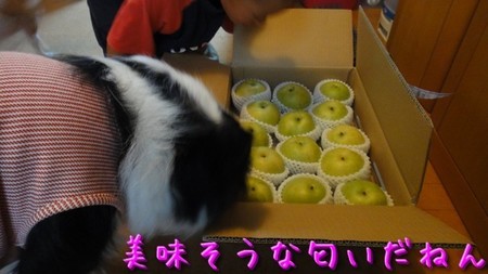 nasi02.jpg