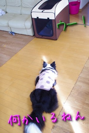 neko01.jpg