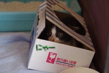 neko03.jpg
