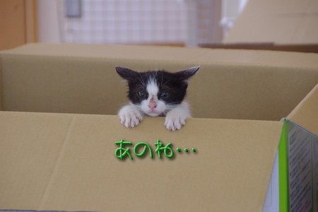 neko04.jpg