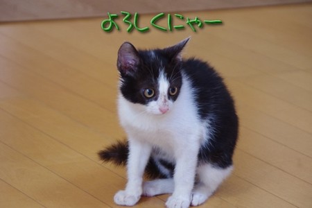 neko05.jpg