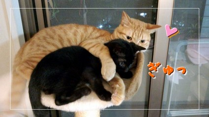 nekokawai3.jpg