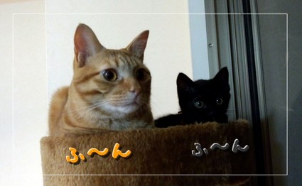 nekokawai4.jpg