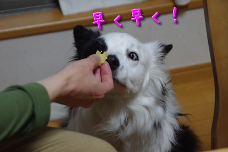 oimo04.jpg