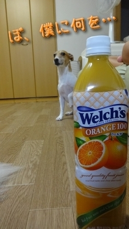 orange07.jpg